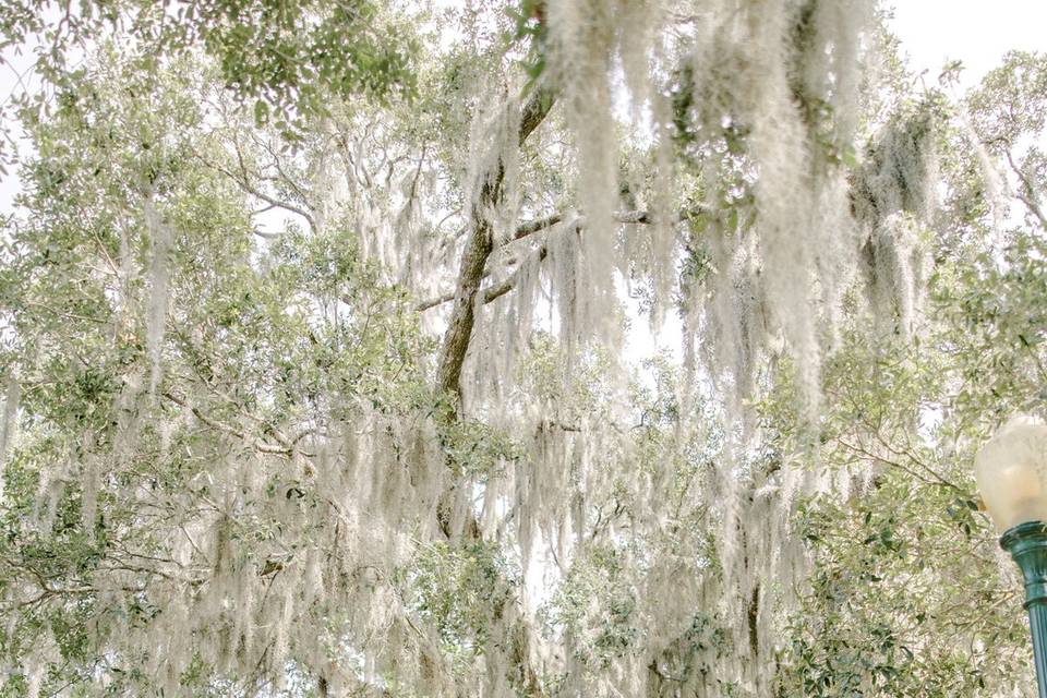 Florida engagement session
