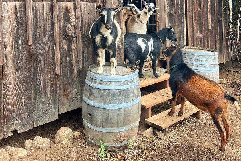130-Year Old Barn & Cute Goats