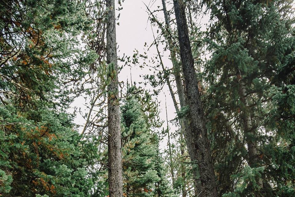 Casual Forest Elopement