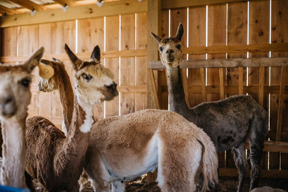 Alpacas