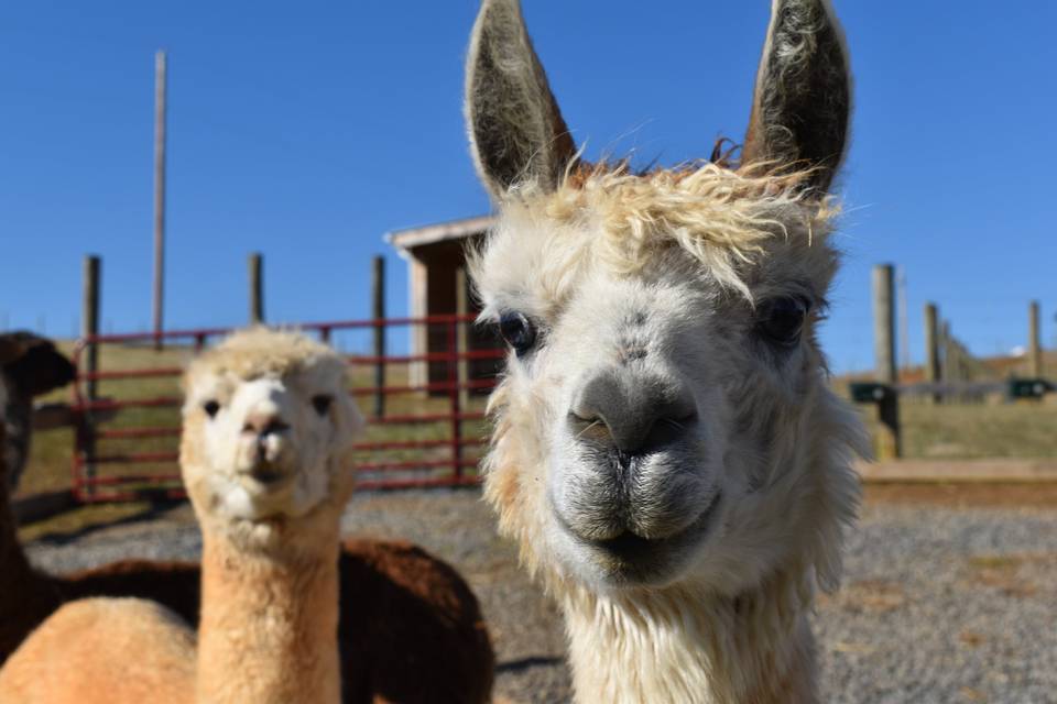 Llama Wine Glass Markers – Bluegrass Alpaca Ranch