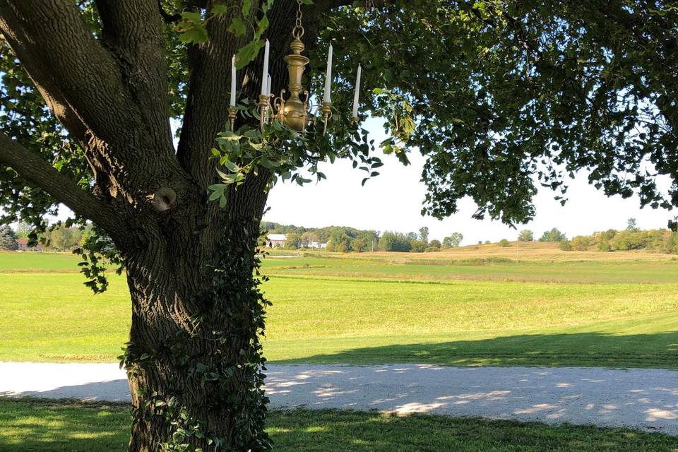 Tree Greening and Chandelier