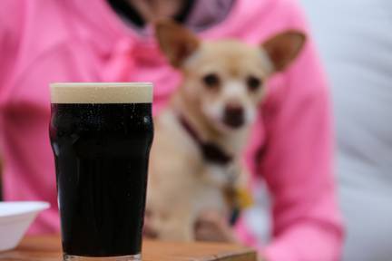 Dog Friendly All Year Long
