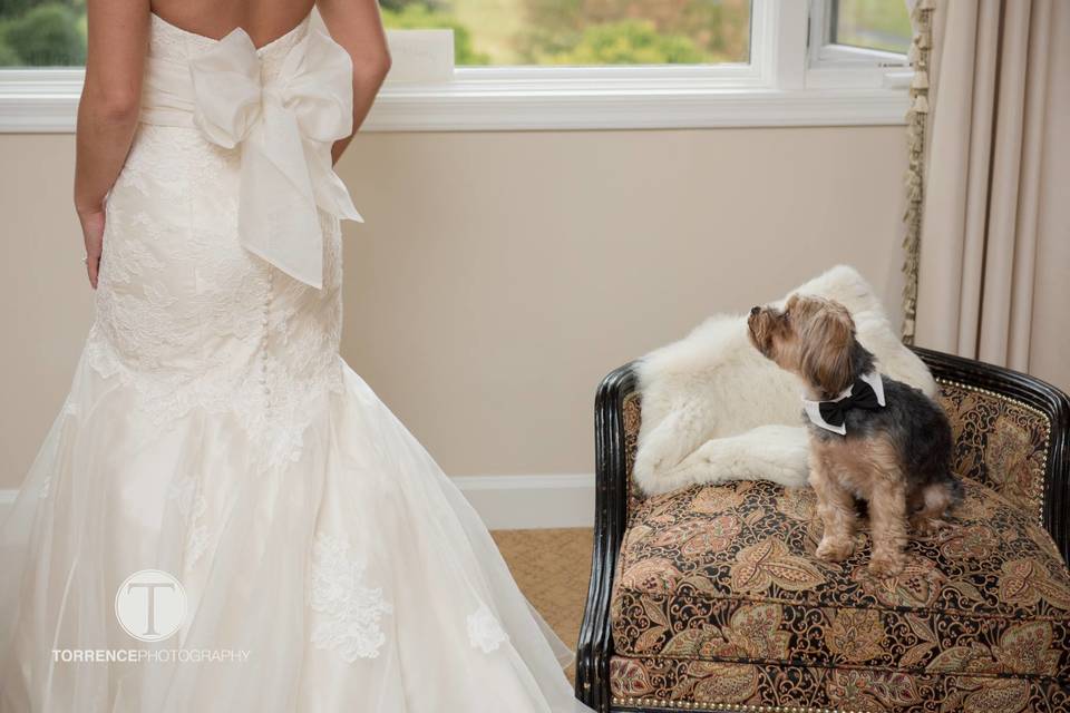 Best dog and the bride