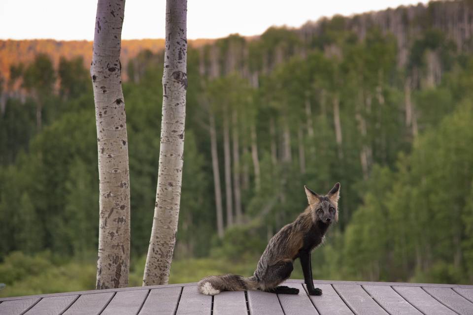 Furry Friends