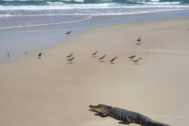 Anastasia State Park
