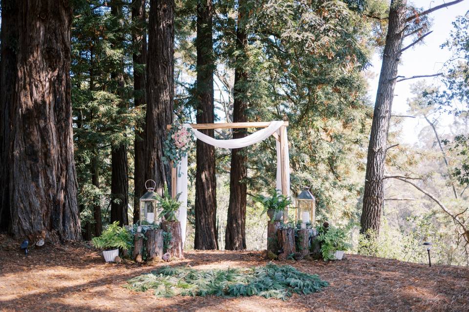 Redwood grove ceremony