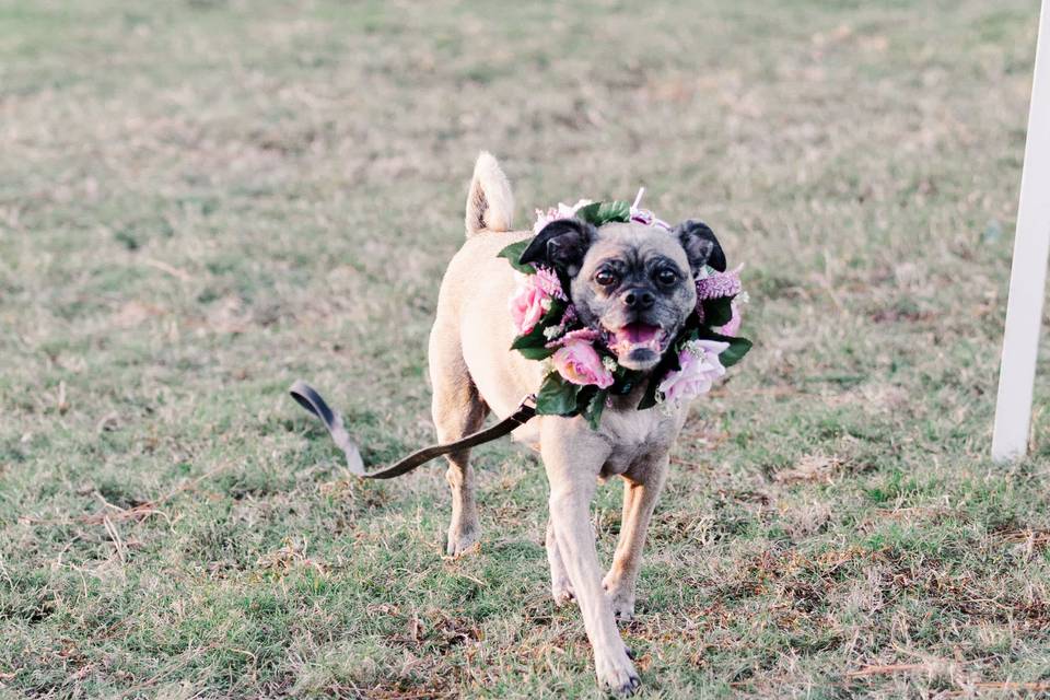 Furry Ring Bearer