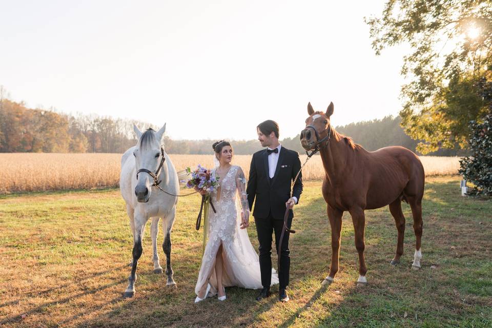 Horse Wedding