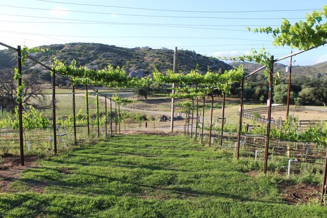 Crystal Hill Vineyard