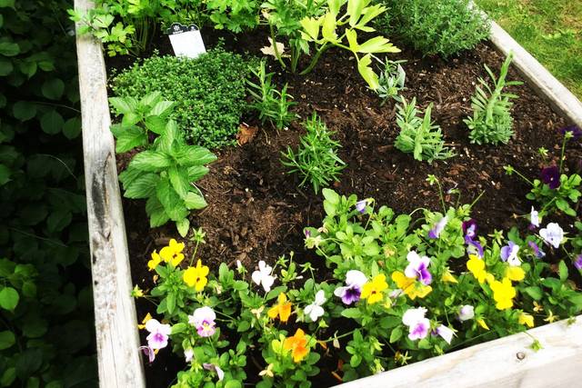 Our home garden thriving for wedding season