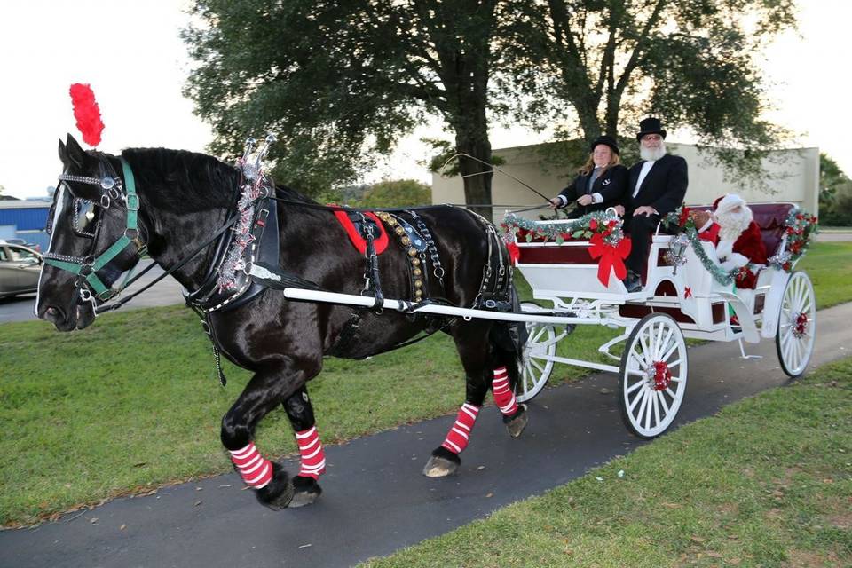 Elegant horse ride