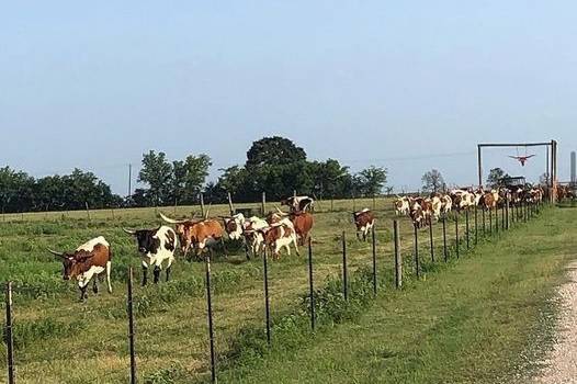 Longhorns Coming In