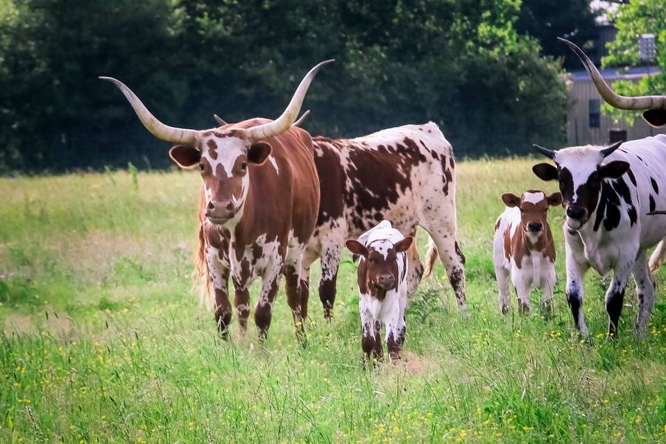 Longhorn and Babies