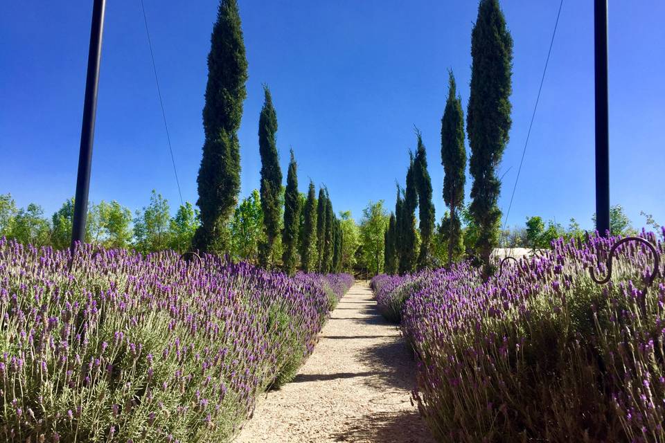 Solariega / vineyard 1 Ha.