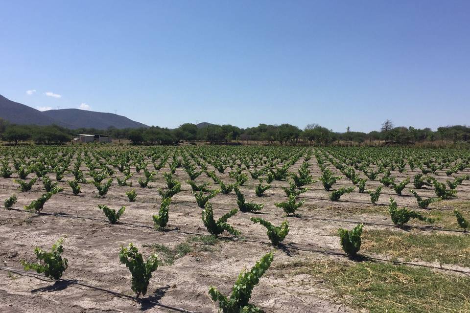 Solariega / vineyard 3Ha.