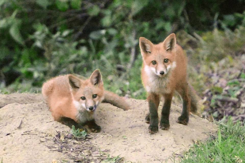 Friendly Foxes!