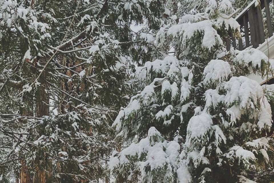 Meadow during snow season