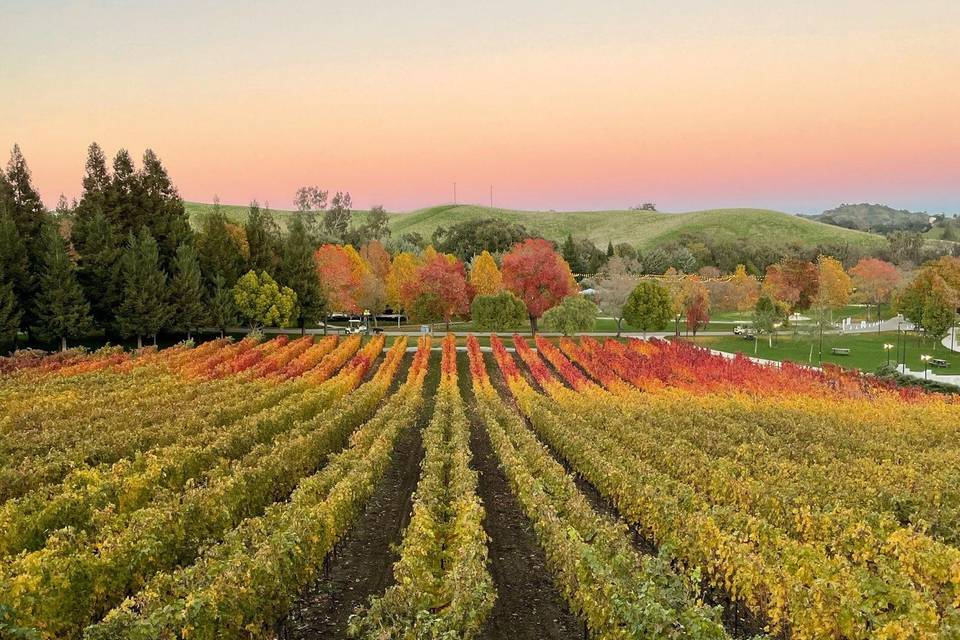 Autumn Vineyard View