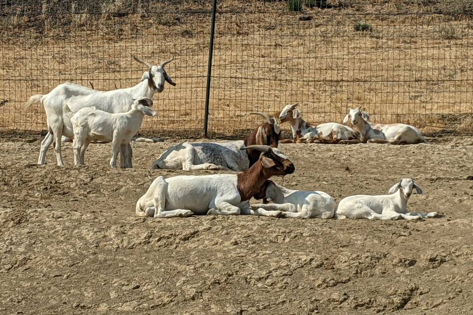 Spring Baby Goats