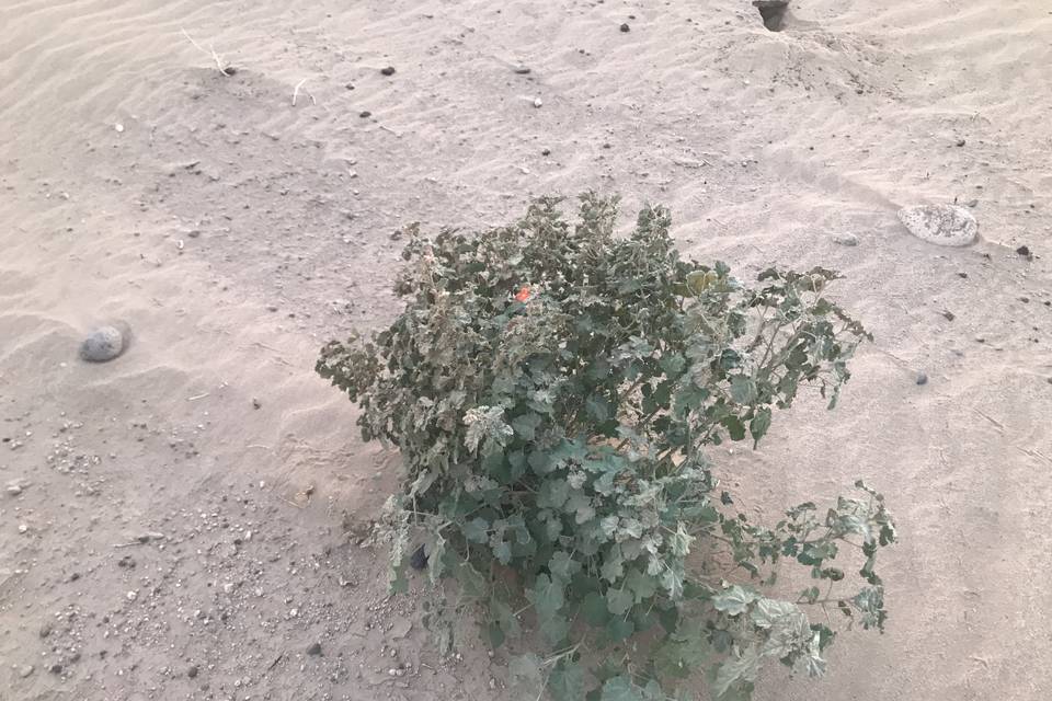 #desertplants #arizona #events