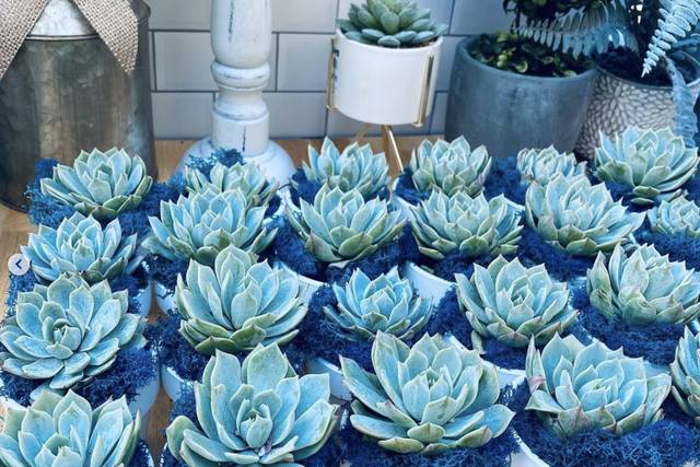 SUCCULENT WEDDING FAVORS – Denver Plant Delivery