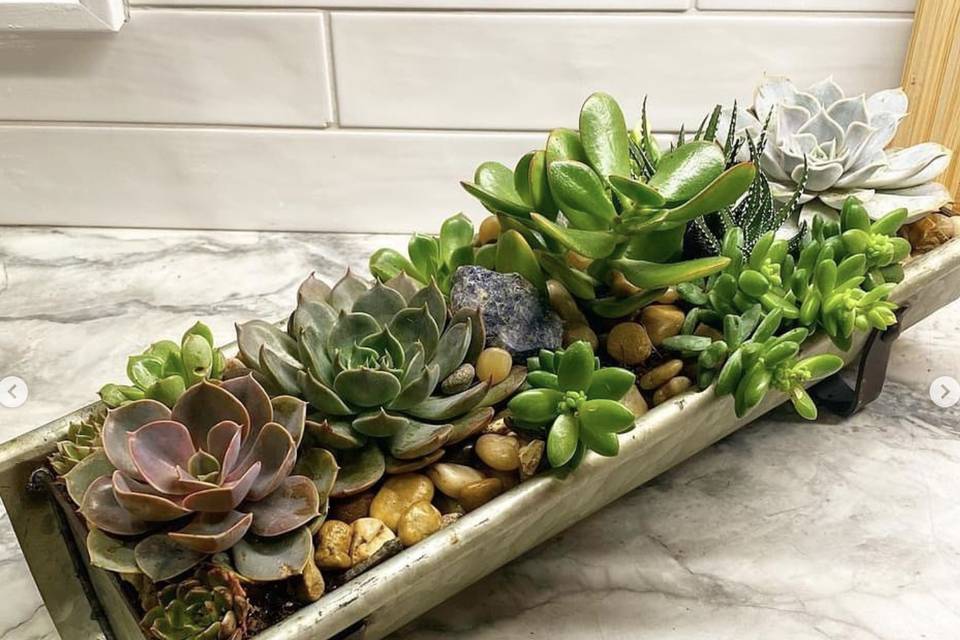 Water Trough Succulent Centerp