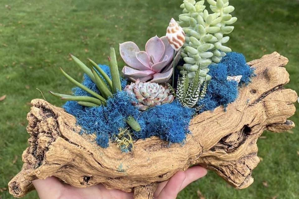 Driftwood succulent centerpiec