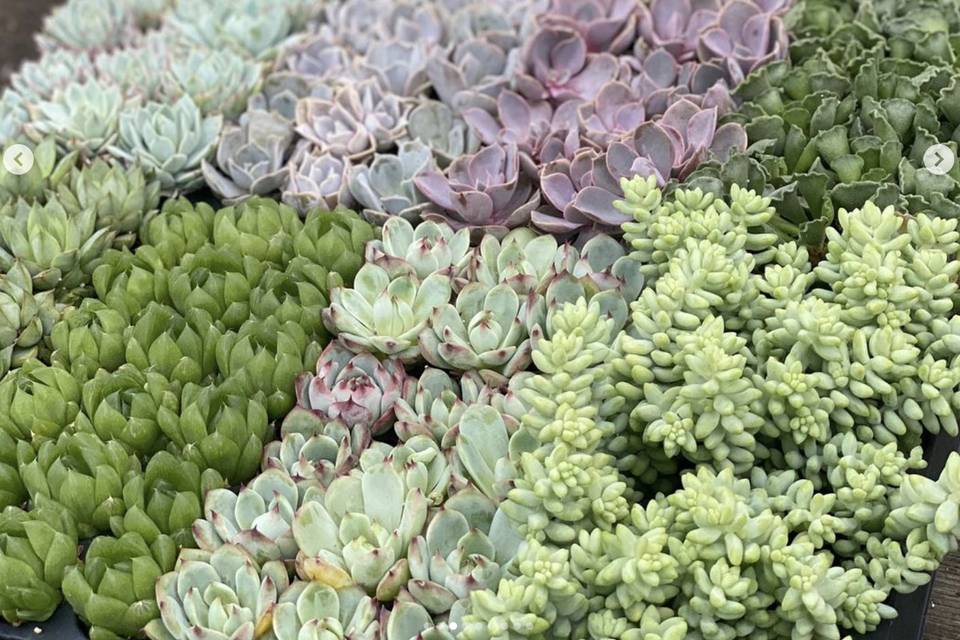 Succulent variety pack
