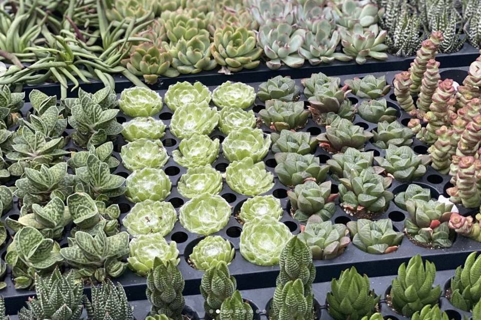 Succulent Variety Pack