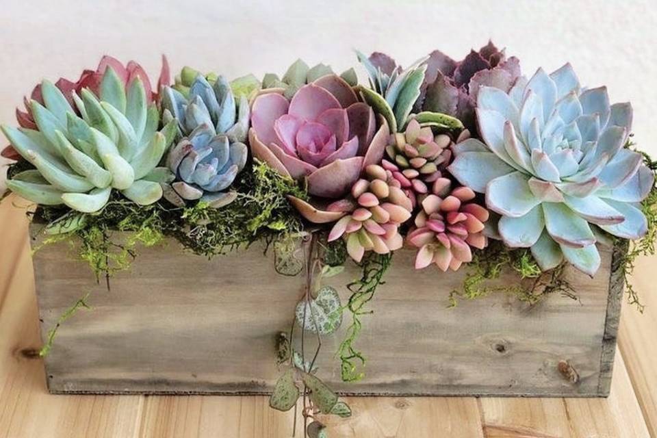 Succulent centerpiece