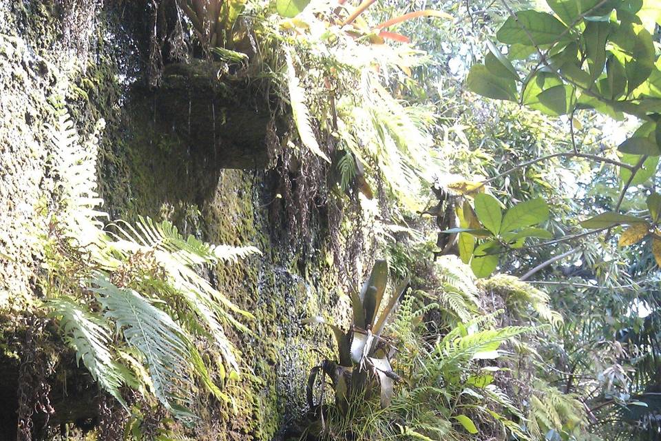 Nothing says tropical garden wedding like a waterfall