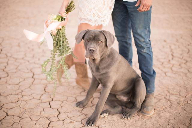 Rose & Bee Photography