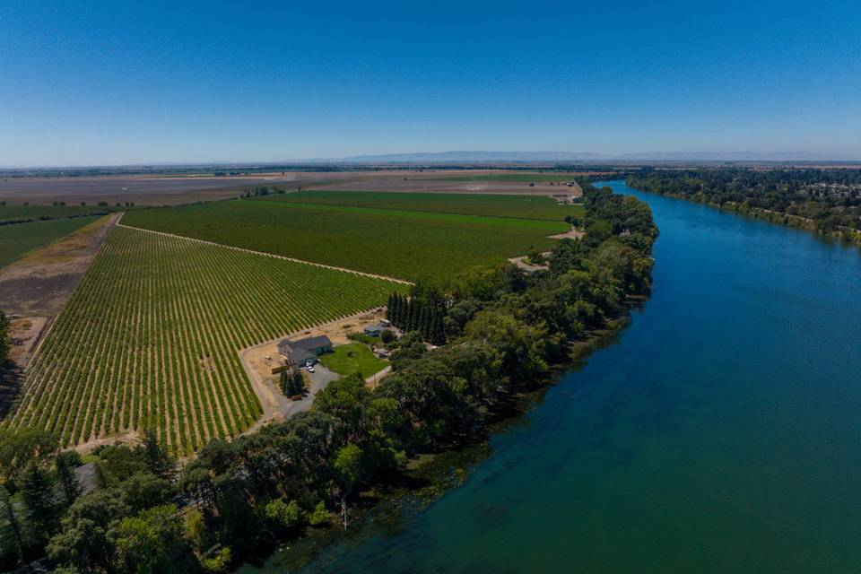 Vineyard on Sacramento River