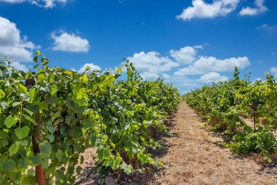 Tiffany Vineyards