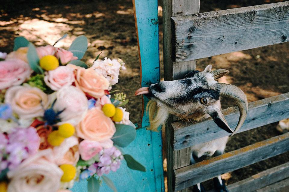 Taylor + Madye Photography