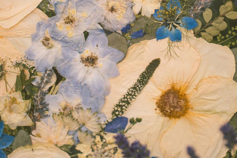 Close up on Pressed Flowers