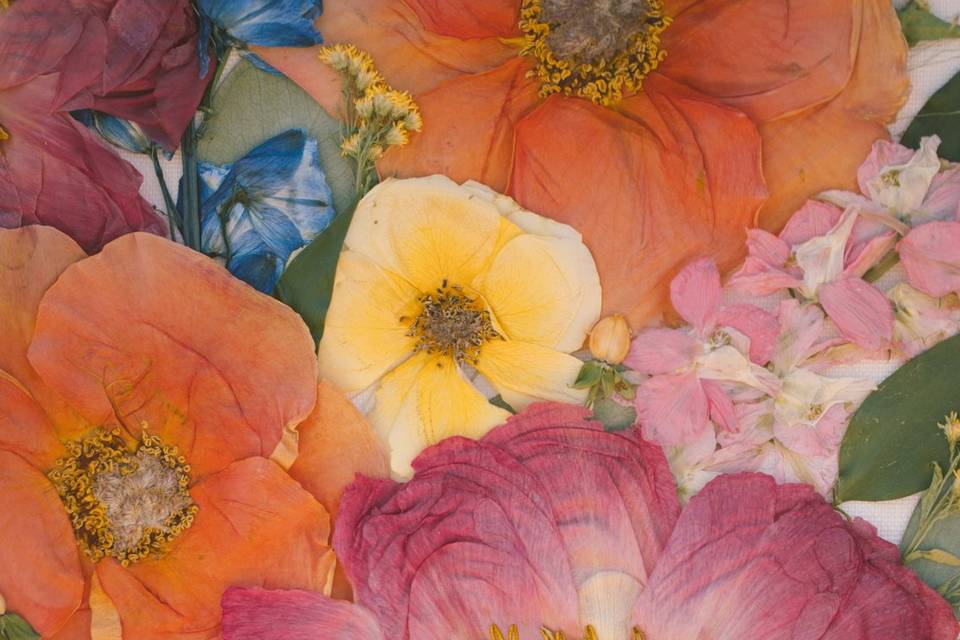 Coral Charm peony