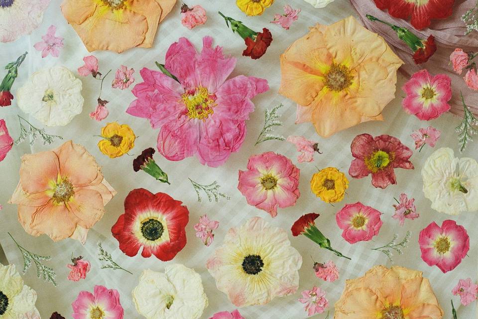 A close up on pressed flowers
