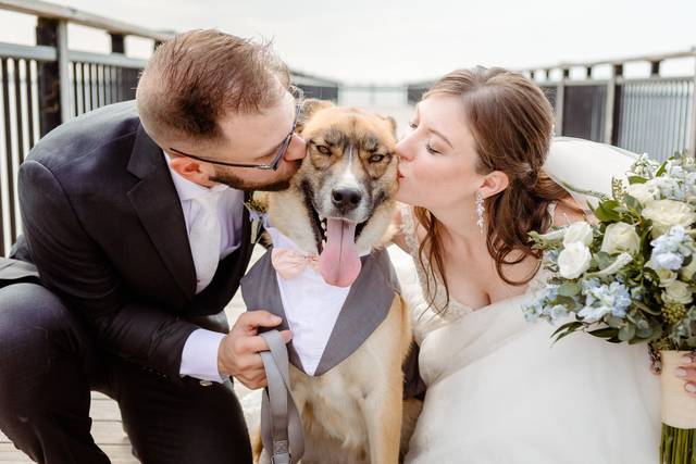Wedding dog