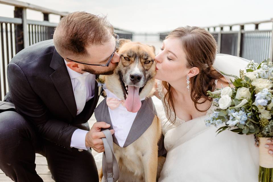 Wedding dog