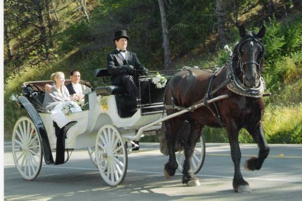 Nolands Horse Drawn Carriage