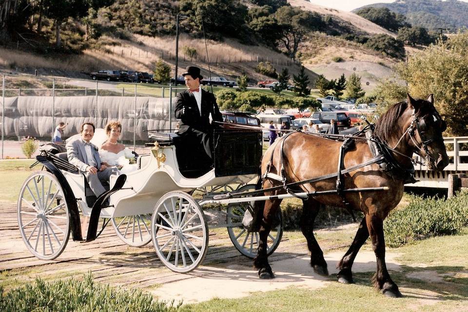 Nolands Horse Drawn Carriage