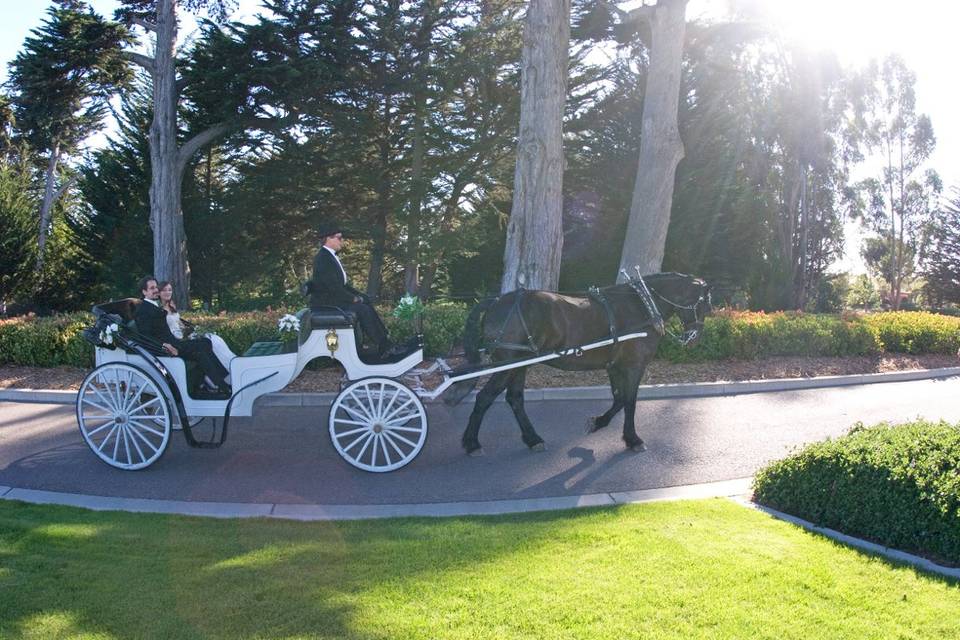 Nolands Horse Drawn Carriage