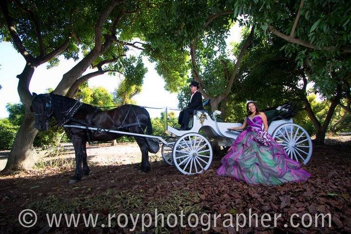 Nolands Horse Drawn Carriage