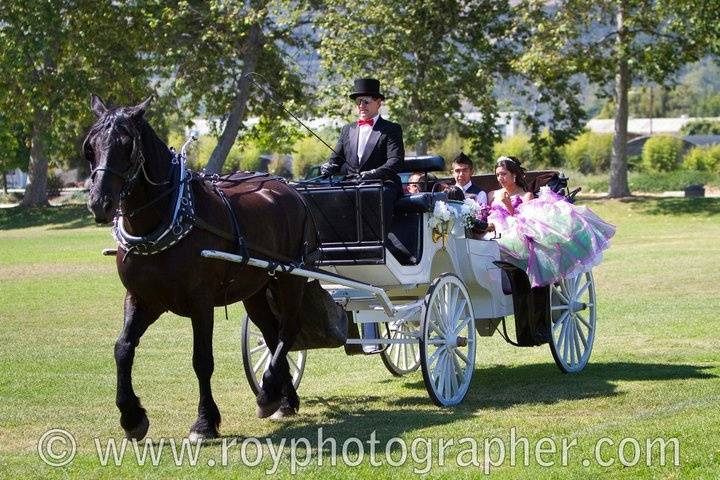 Nolands Horse Drawn Carriage