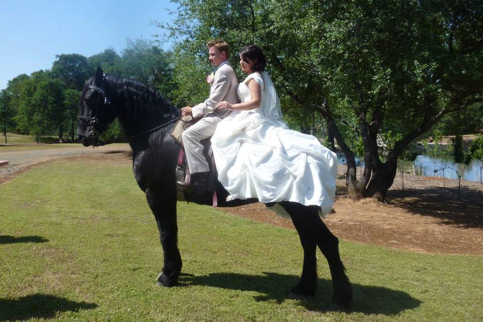 Nolands Horse Drawn Carriage