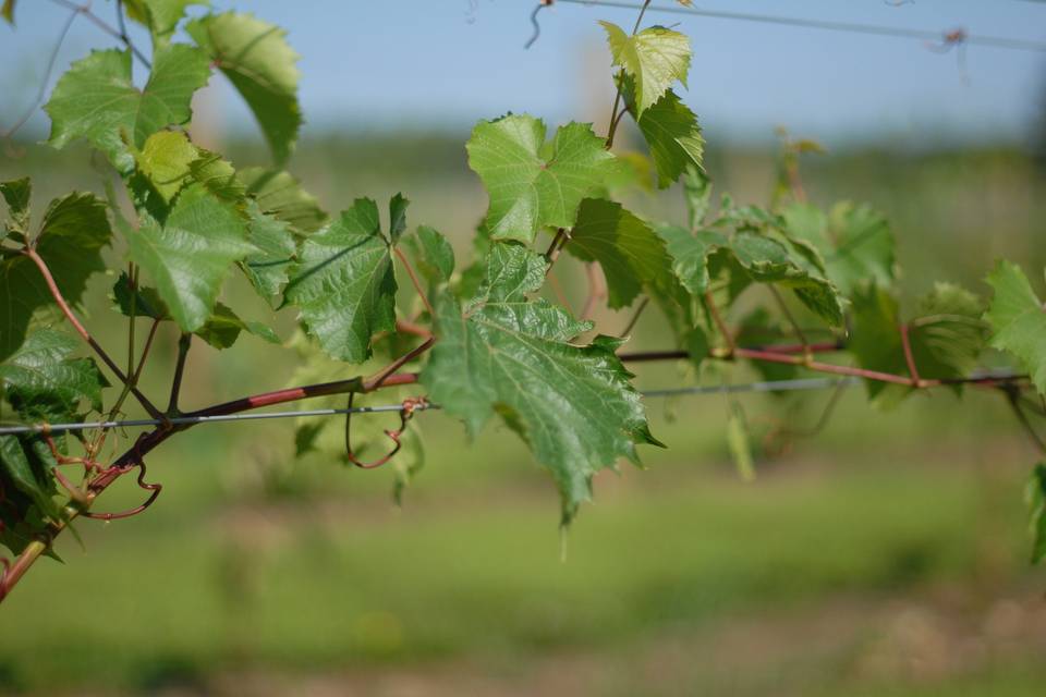 Dancing Dragonfly Winery