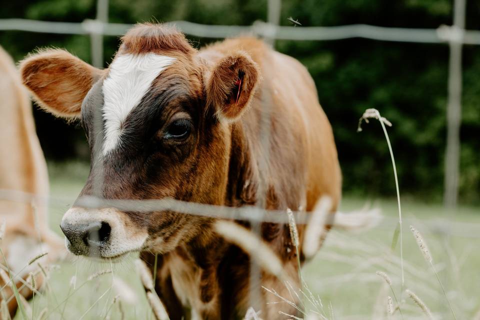 Livestock