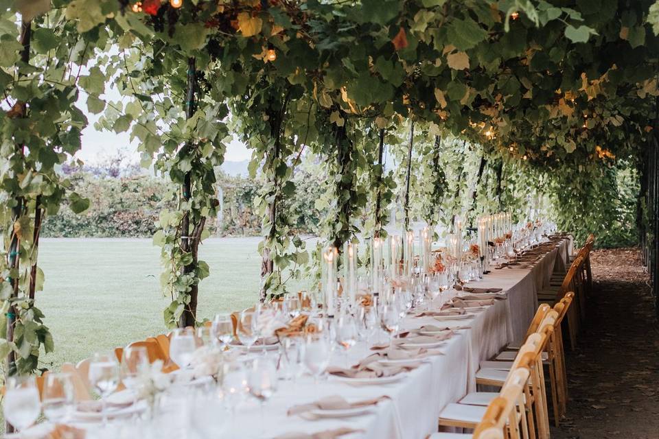 Under the vines